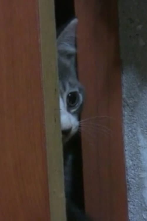 Plakat: The record of my cat