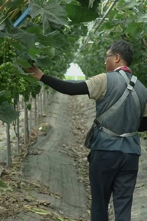 Plakat: Between the Vineyard