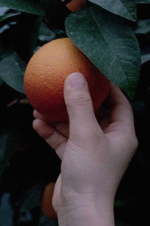 Plakat: An orange is not a fish