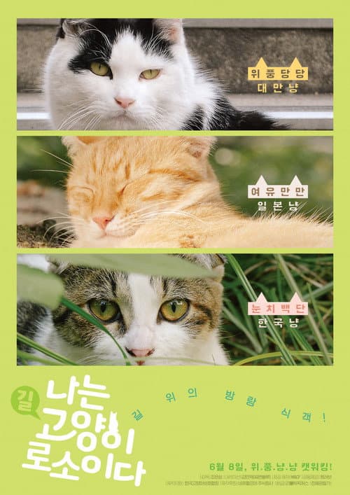 Plakat: I am a Cat