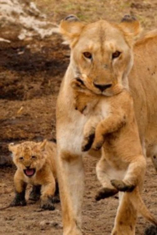 Plakat: Wielkie koty Serengeti
