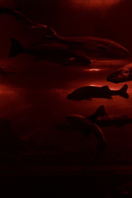 Plakat: Red Wave​