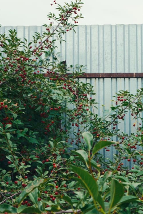 Plakat: Cherry Sprout