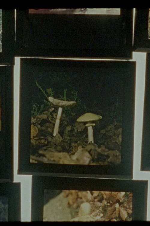 Plakat: Shadow-Forest