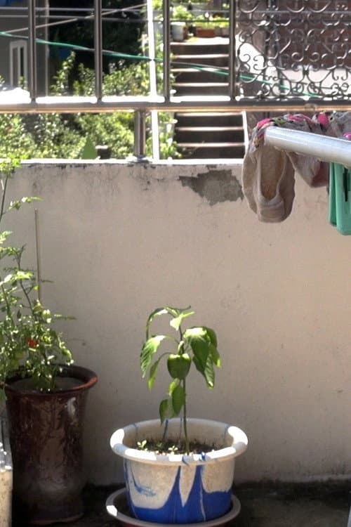 Plakat: Who Does the Chores?