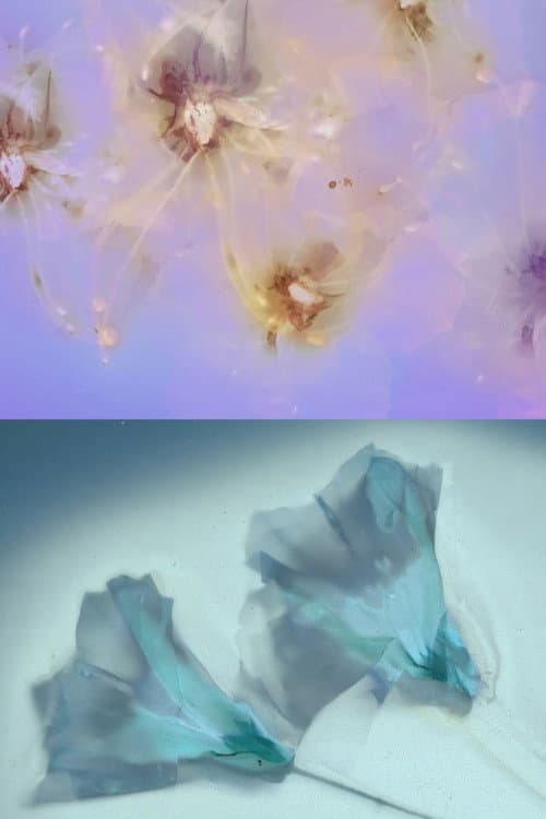 Plakat: Flower Rain