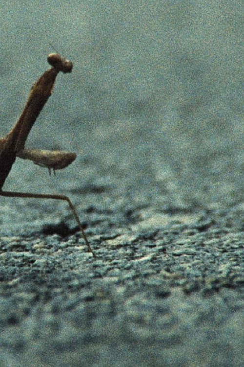 Plakat: No, I Am Not a Toad, I Am a Turtle!