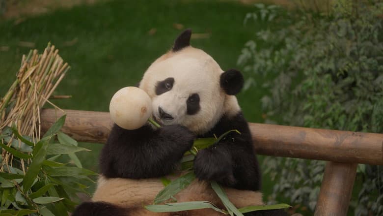 Kadr z My Dearest Fu Bao
