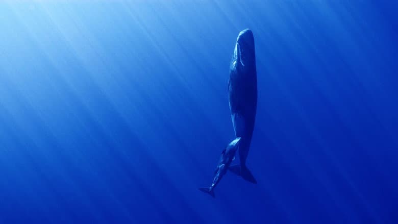 Kadr z Whales and I