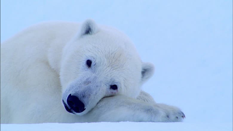 Kadr z Tears in the Arctic