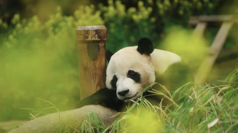 Kadr z My Dearest Fu Bao
