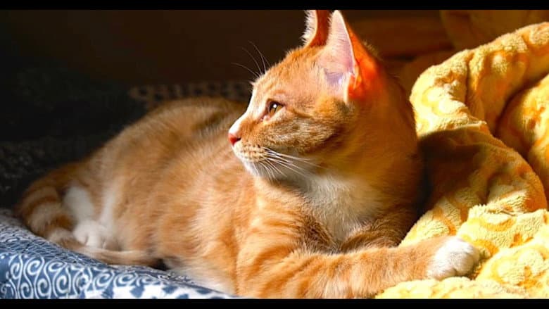 Kadr z Our Cat