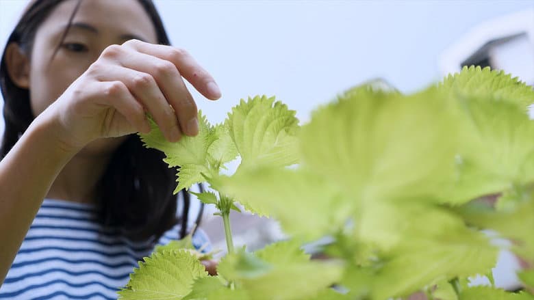 Kadr z Shiso
