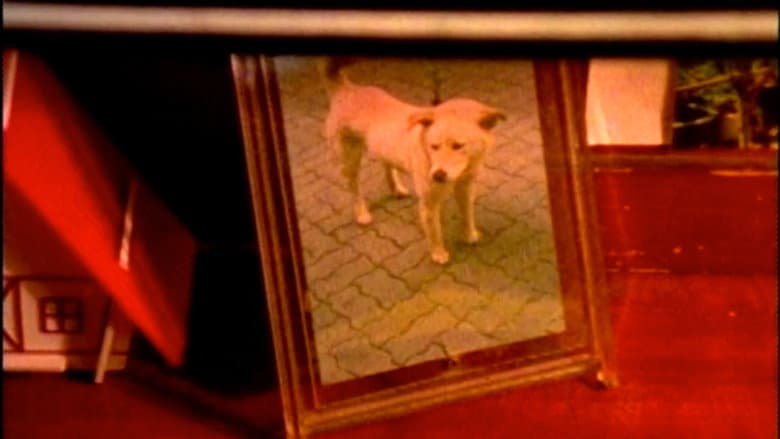 Kadr z The Memories in My Frame