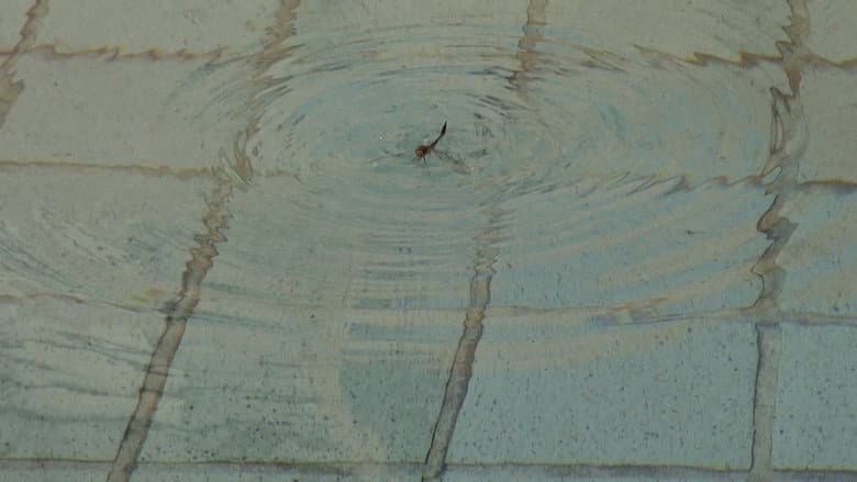 Kadr z Saving a Dragonfly