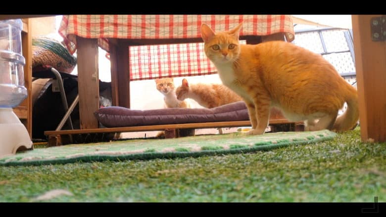 Kadr z Architecture & Cats