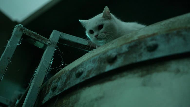 Kadr z The Cat