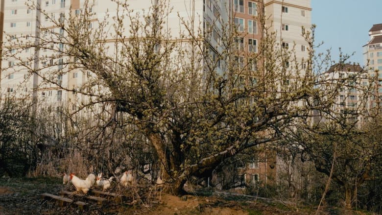 Kadr z A Pear Tree In The Star Village