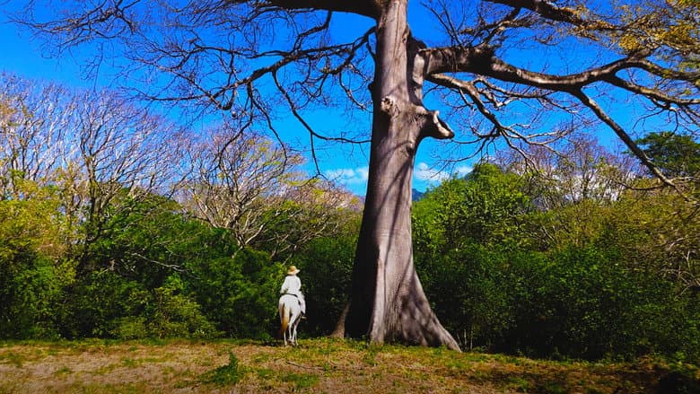 Kadr z Ishtar; the Songs of Trees