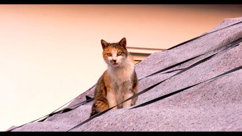 Kadr z Our Cat