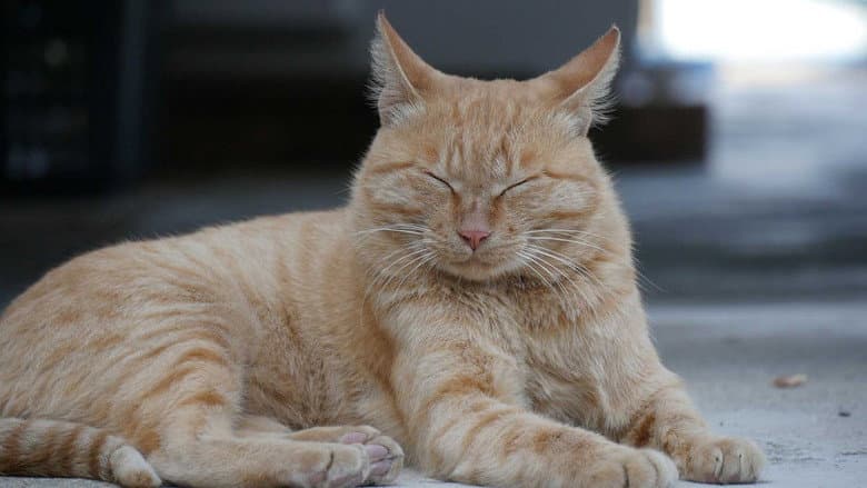 Kadr z I am a Cat
