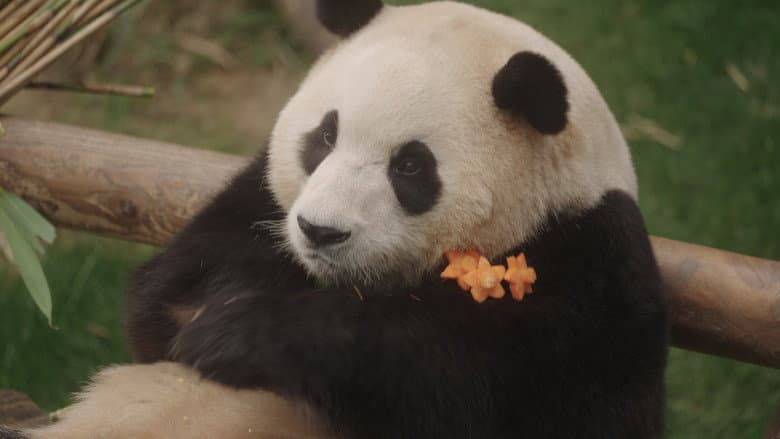 Kadr z My Dearest Fu Bao
