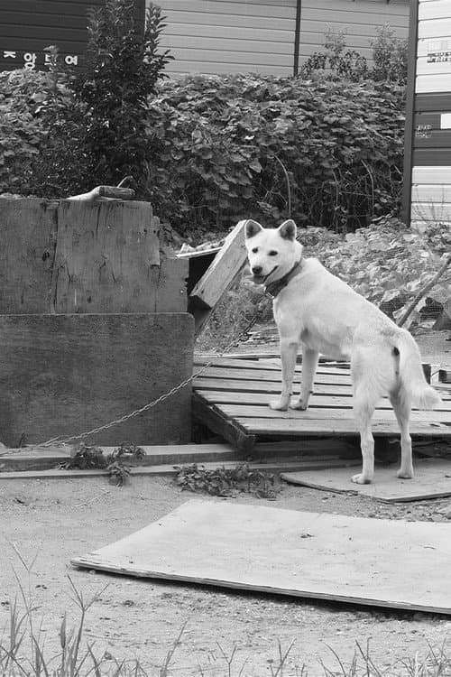 Plakat: Dogs in the Sun